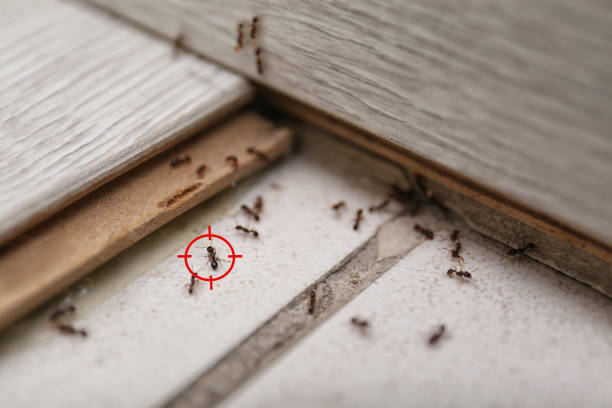Best Flea Control Services  in Windy Hills, KY