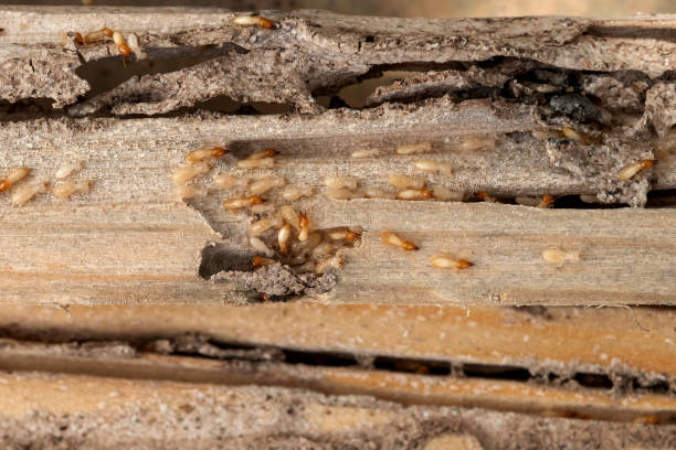 Best Wildlife Control Services  in Windy Hills, KY